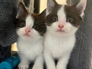 EKH/ Maine Coon Kitten - Garbsen