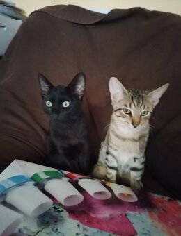 2 Jungkater abzugeben - Aspach
