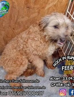 FEEBY - huhuu, ich warte auf DICH!!! - Waakirchen