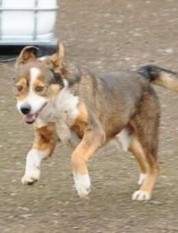 Duke möchte adoptiert werden - München