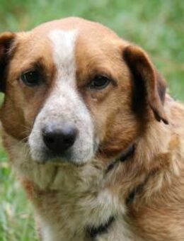 Dackel Jürgen ist selbstbewußt und lieb - Schwarmstedt