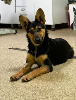 Dora - intelligente Schäferhündin - Schlitz