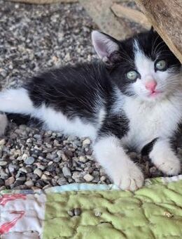 Kätzchen Esmeralda sucht ihr Zuhause 💕 - Freilassing