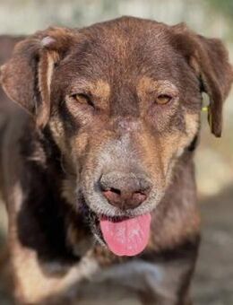 Liebenswerter Senior Santo - Kallmünz