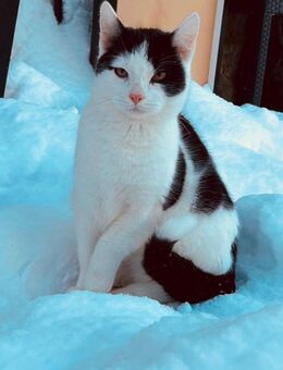 Kater - Hürtgenwald