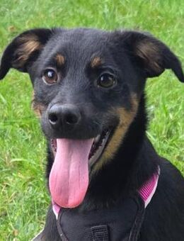 Stipanka - Süßes Welpenmädchen - Obertshausen