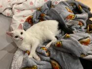Kater suchte ein neues Zuhause - Blindheim