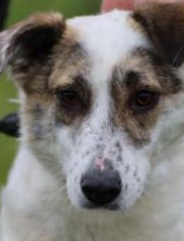 Elsa - kinderliebe Familienhündin - Lohra