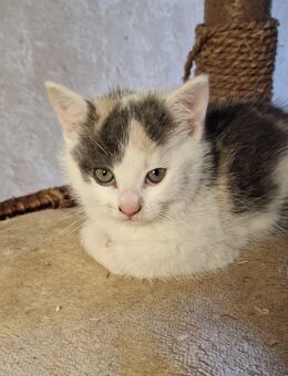 Katzenbaby, Fichtelgebirge, Mädchen - Marktleuthen Zentrum