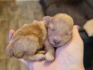 Maltipoo mix Welpen - Kandern
