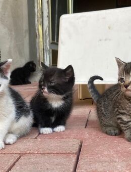 2 gesunde, süße Kitten - Hameln