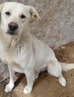 SAMU - aktiv, verspielt, freundlich - Weilheim (Oberbayern)