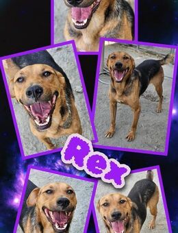 fröhlicher Rüder Rex sucht Zuhause - Nürnberg