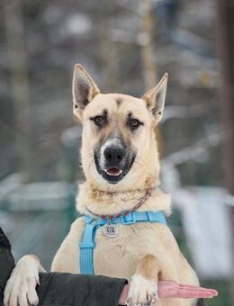 Toller Cäsar sucht liebevolles Zuhause - Duisburg