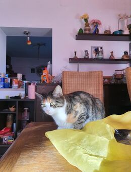 Nyala sucht ein neues Zuhause - Buchloe