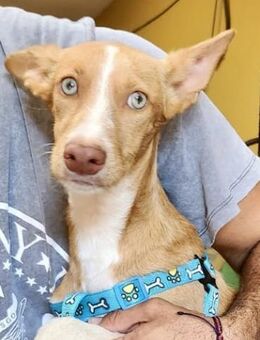 Daria, verspielt, neugierig, offen - Westerholt