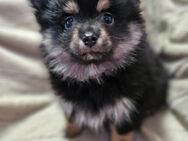Pomchi Hündin Welpe - Eitorf