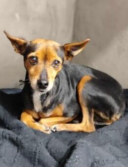 Pinscher-Mix Mel - Eichenzell