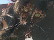 Zwei Geschwisterkatzen suchen gemeinsam ein liebevolles Zuhause - Sinzheim