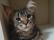 Maine coon baby kater - Gerolstein