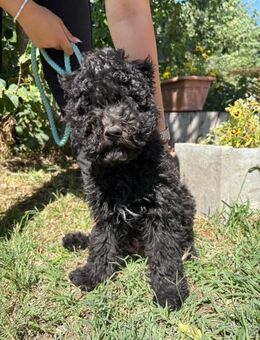 der kleine Brando sucht ein Zuhause - Köln