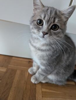 Britisch Shorthair Katze - Hannover Ahlem-Badenstedt-Davemstedt
