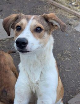 Powerball Sirius - Itzehoe