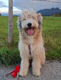 Polly ❤️ in 87459 Pfronten, Allgäu - Wettenberg