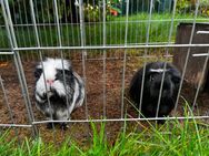 Meerschweinchen abzugeben - Vilsbiburg