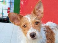 CIRO - ein netter Jack Russell Mix - Regensburg