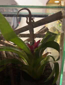 2 Madagaskar taggeckos Babys - Schnaittenbach