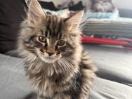 4 Zuckersüsse Maine Coon Kitten - Todtenweis