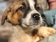 TRITOP ~ süßer, knuffiger Welpe - Duisburg