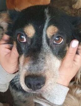 NELE-wunderschöne Hündin, 47 cm - Rösrath