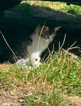 Kleine Katze abzugeben - Pegau Kitzen