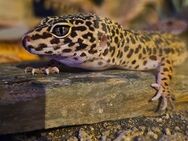 Leopardgecko Weibchen - Kiel Ellerbek