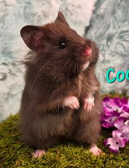 Goldhamster und Teddyhamster Nachwuchs - Baunatal