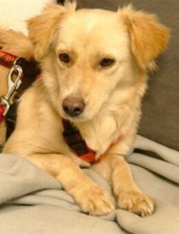 Argyro wartet in 97440 Werneck - Oberwies