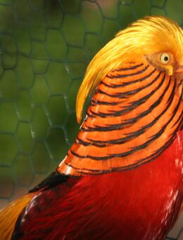 Echte Goldfasane - aus 5000er Zuchtbuch der Aviornis, NZ 2025 - Ostbevern