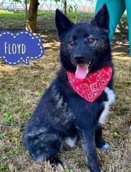 Floyd win Traumwesen - Flörsheim-Dalsheim