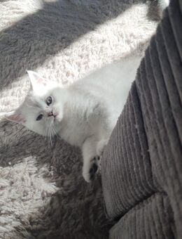 BKH Kitten // Männchen und Weibchen - Kamp-Lintfort