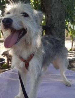 LENE 🐾❤️ geb. 01.05.2023, 42 cm sucht - Eichendorf