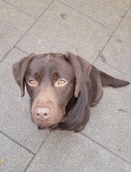 Uber - Flitzpiepe ' - Hemmoor