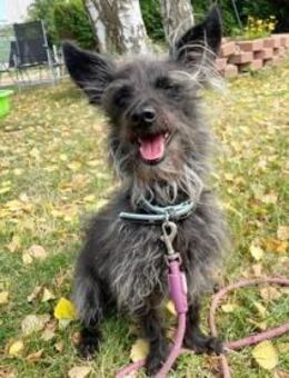 Stitch su. erfahrene Besitzer - Bückeburg