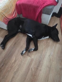 Malinois/ Belgischer Schäferhund - Pforzheim