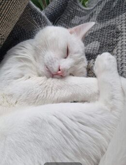 Türkische angora Katzen - Castrop-Rauxel Zentrum