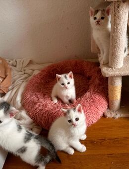 Baby Katzen - Hanau (Brüder-Grimm-Stadt) Innenstadt