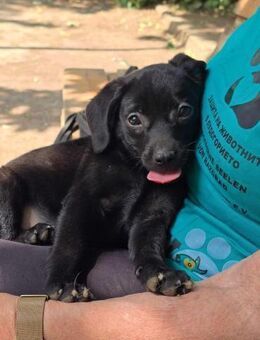 Verschmustes Welpenmädchen CORA sucht♥️ - München