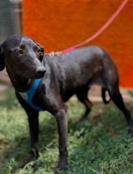 ⚓Verspielter Junghund Navy🌟 - Eislingen (Fils)