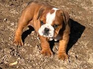 English Bulldog Welpen reinrassig aus gesunder Verpaarung - Wriezen